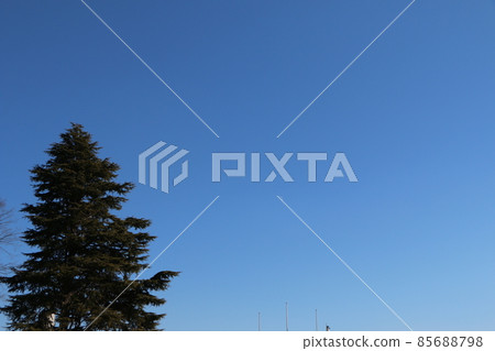 Green trees in the park under the blue sky 85688798