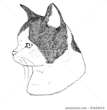 The face of a cat facing sideways The face of a cat facing sideways 85688829