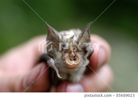 Chiropterologist holding and studying a bat Chiropterologist holding and studying a bat 85689023