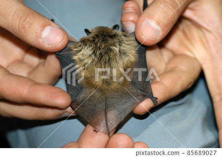 Chiropterologist holding and studying a bat 85689027