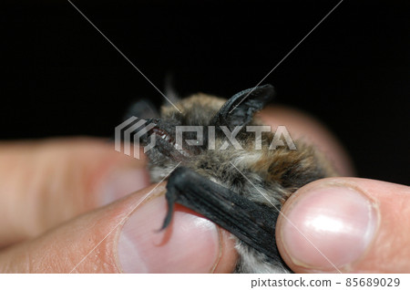 Chiropterologist holding and studying a bat 85689029
