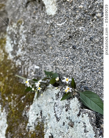 Solanaceae flowers, small white flowers, flowers that bloom in winter Solanaceae flowers, small white flowers, flowers that bloom in winter 85689039