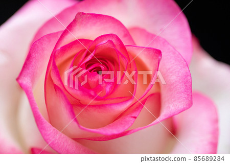 Pink rose card design romance and marriage luck up Pink rose card design romance and marriage luck up 85689284