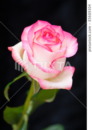 One-wheeled rose shooting pink to improve romance One-wheeled rose shooting pink to improve romance 85689304