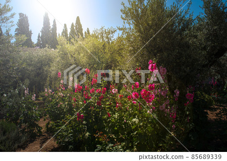 Olive trees in Gethsemane garden, Jerusalem Olive trees in Gethsemane garden, Jerusalem 85689339