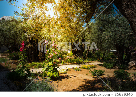 Olive trees in Gethsemane garden, Jerusalem 85689340