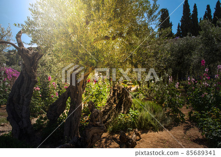 Olive trees in Gethsemane garden, Jerusalem Olive trees in Gethsemane garden, Jerusalem 85689341