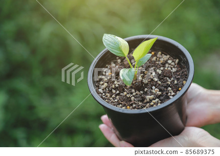 farmer hand hold Homalomena Rubescens Variegated in flower farm with green nature background 85689375