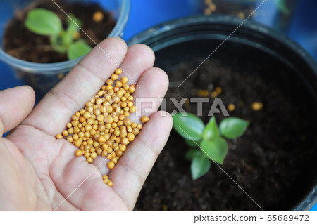 hand giving fertilizer to young plant in growing on pot of organic farm hand giving fertilizer to young plant in growing on pot of organic farm 85689472