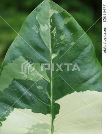 Alocasia macrorrhizos pattern in farm with selective focus 85689477