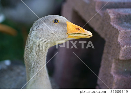 Goose . Domestic geese on a meadow. Farm landscape. Geese in the grass, domestic bird, flock of geese 85689549