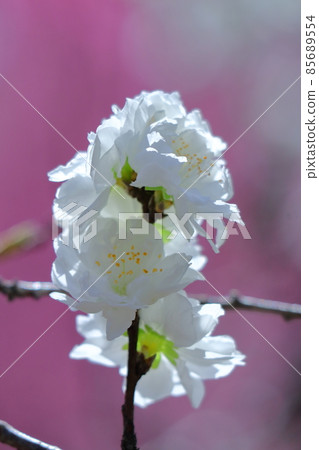 裝飾娃娃節的鮮花 85689554