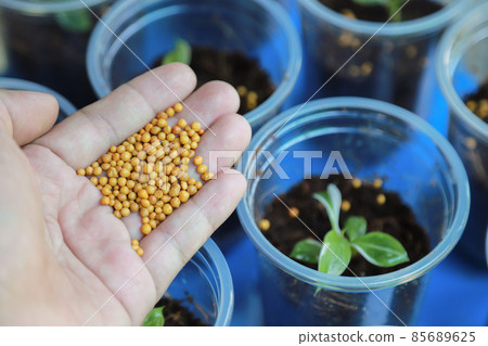 hand giving fertilizer to young plant in growing on pot of organic farm hand giving fertilizer to young plant in growing on pot of organic farm 85689625