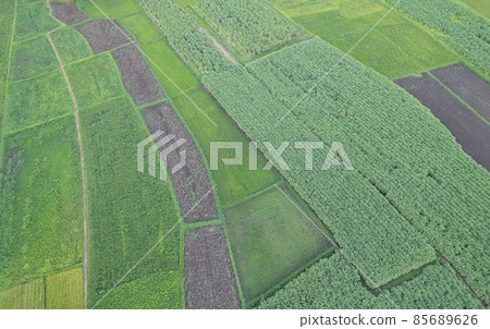 aerial view farm land of drone with high view of local agriculture land aerial view farm land of drone with high view of local agriculture land 85689626