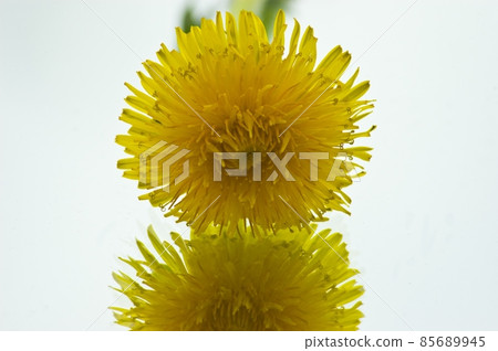 yellow dandelion on a white background yellow dandelion on a white background 85689945