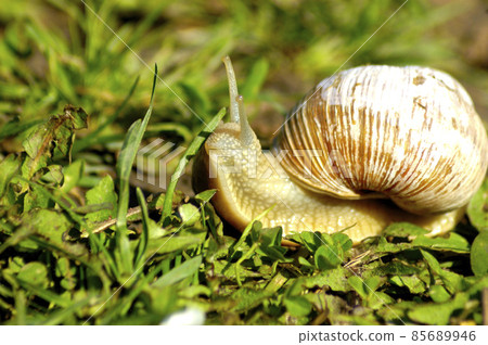 Snail gliding on the wet grass texture. Large white mollusk snails with light brown striped shell, crawling on moss. Helix pomatia, Burgundy snail, Roman snail, edible snail, escargot. Snail gliding on the wet grass texture. Large white mollusk snails with light brown striped shell, crawling on moss. Helix pomatia, Burgundy snail, Roman snail, edible snail, escargot. 85689946