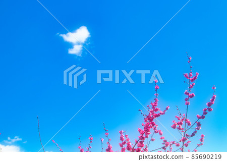 Blue sky and red plum Blue sky and red plum 85690219