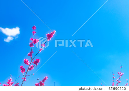 Blue sky and red plum Blue sky and red plum 85690220