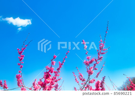 Blue sky and red plum Blue sky and red plum 85690221