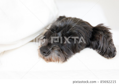 睡在腿上沙發上的迷你雪納瑞 睡在腿上沙發上的迷你雪納瑞 85692215