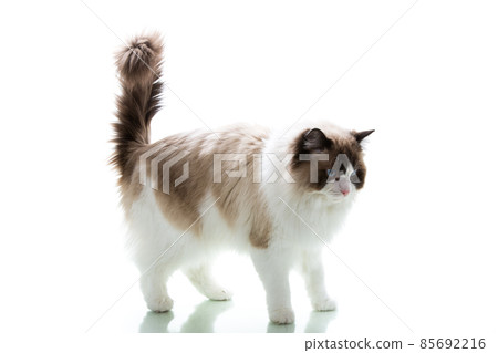 Beautiful adult fluffy Ragdoll cat on white background 85692216
