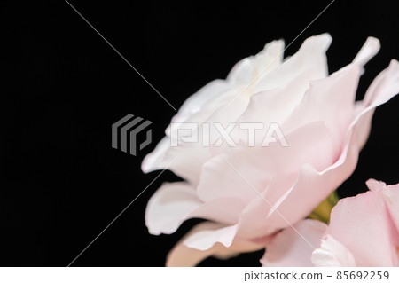 側面看粉紅洋桔梗花語婉約 側面看粉紅洋桔梗花語婉約 85692259