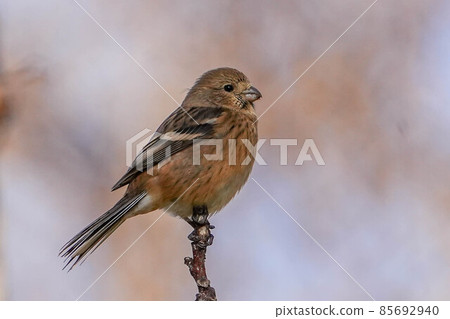 Benimasiko Benimasiko 85692940