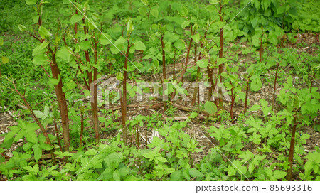 Knotweed Japanese, invasive expansive species of dangerous plants leaf stems, leaves Asia Reynoutria Fallopia japonica intruder neophyte calamity flowers gatecrasher, eliminates herbicides Knotweed Japanese, invasive expansive species of dangerous plants leaf stems, leaves Asia Reynoutria Fallopia japonica intruder neophyte calamity flowers gatecrasher, eliminates herbicides 85693316