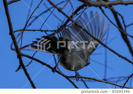 Great tit 85693340