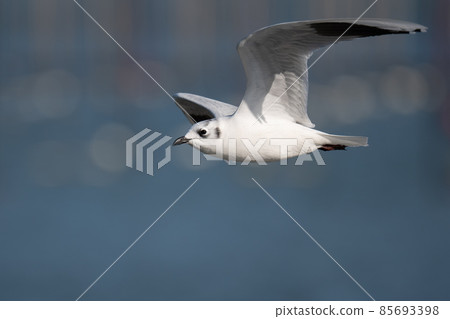 Saunders's gull flying at the mouth of the Yoshino River in early winter 04 Saunders's gull flying at the mouth of the Yoshino River in early winter 04 85693398