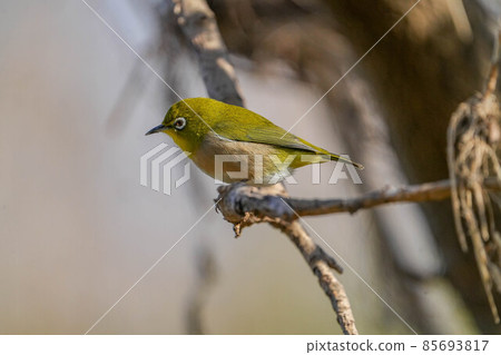 White-eye White-eye 85693817