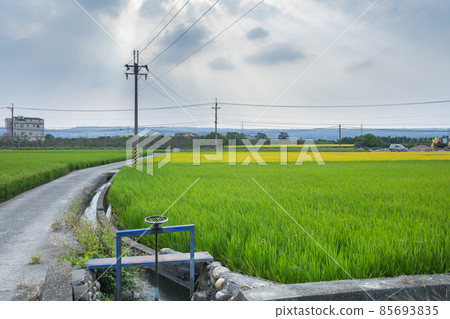 台灣,鄉村,金黃色稻田,稻田,台湾、田舎、ゴールデンライス畑、田んぼ、Taiwan, country 台灣,鄉村,金黃色稻田,稻田,台湾、田舎、ゴールデンライス畑、田んぼ、Taiwan, country 85693835