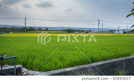 台灣，鄉村，金黃色稻田，稻田，台湾、田舎、ゴールデンライス畑、田んぼ、Taiwan, country 85693837