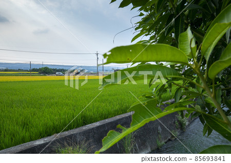 台灣,鄉村,金黃色稻田,稻田,台湾、田舎、ゴールデンライス畑、田んぼ、Taiwan, country 台灣,鄉村,金黃色稻田,稻田,台湾、田舎、ゴールデンライス畑、田んぼ、Taiwan, country 85693841