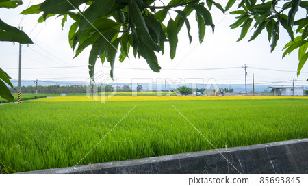 台灣,鄉村,金黃色稻田,稻田,台湾、田舎、ゴールデンライス畑、田んぼ、Taiwan, country 台灣,鄉村,金黃色稻田,稻田,台湾、田舎、ゴールデンライス畑、田んぼ、Taiwan, country 85693845