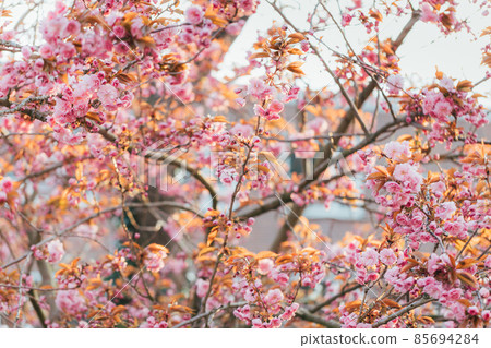 Blooming sakura in spring time on sunset. 85694284