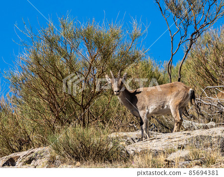 The Iberian ibex, Capra pyrenaica in the Gredos mountains near Navacepeda, Castile Leon Spain The Iberian ibex, Capra pyrenaica in the Gredos mountains near Navacepeda, Castile Leon Spain 85694381