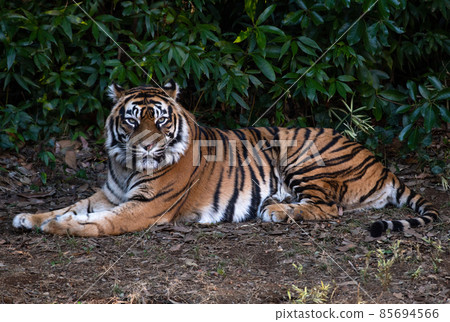 動物園的老虎 動物園的老虎 85694566