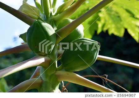 Papaya fruit 85694907