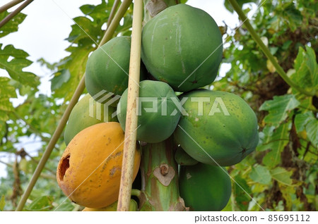 木瓜果實 85695112