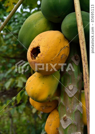 木瓜果實 85695113