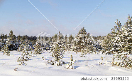 Winter landscape with wood on background sky with cloud Winter landscape with wood on background sky with cloud 85695333