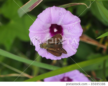 Imonenohosia sagao 和小鐵雨後雨後 Imonenohosia sagao 和小鐵雨後雨後 85695386