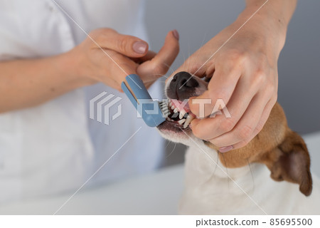 Woman veterinarian brushes the teeth of the dog jack russell terrier with a special brush putting it on her finger. Woman veterinarian brushes the teeth of the dog jack russell terrier with a special brush putting it on her finger. 85695500
