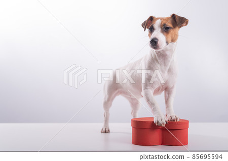 Jack Russell Terrier next to a heart-shaped box on a white background. A dog gives a romantic gift on a date Jack Russell Terrier next to a heart-shaped box on a white background. A dog gives a romantic gift on a date 85695594