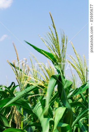 Corn field farmland with blue sky Corn field farmland with blue sky 85695677