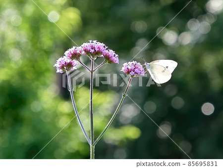 在柔和的陽光下吮吸紫色花朵（8 尺馬鞭草）的花蜜的白菜白蝴蝶。 85695831