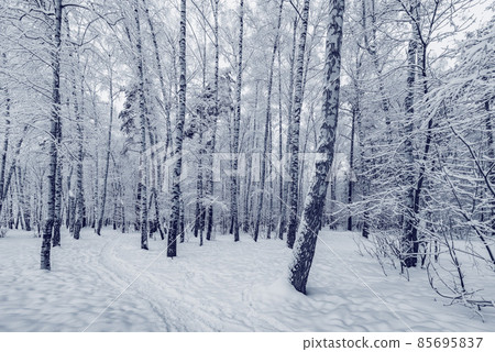 Birch tree grove at winter day. 85695837