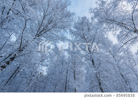 Tree birch trunks and branches under the snow. Tree birch trunks and branches under the snow. 85695838