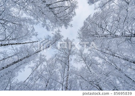 Tree birch trunks and branches under the snow. Tree birch trunks and branches under the snow. 85695839